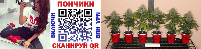 это какой сайт Малая Вишера Конопля VHQ